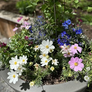 Fundraising Page: Team Chrissy